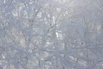 Wall Mural - background of white tree branches covered in ice and snow backlit by morning sunlight