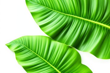 Poster - Close-up of vibrant green tropical leaves with detailed texture on white background.
