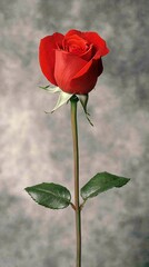 Poster - a close-up view of a single red rose bloom, artistically lit against a dark blurred background with 