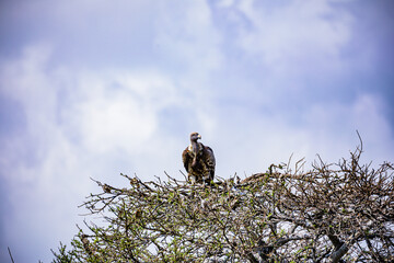 vulture in the tree