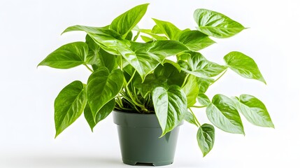 Wall Mural - Lush Green Philodendron Plant in a Dark Pot