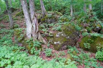 Poster - Large stones and tree trunks in the forests of Shiga Kogen