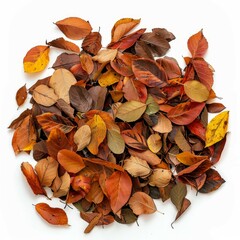 Poster - Fallen autumn leaves creating a colorful display on a clean white background, capturing the essence of the fall season