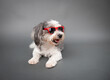 © RooM The Agency - Close-up of a white and grey maltipoo lying down wearing  cool red sunglasses