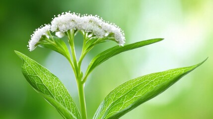 Wall Mural - A close up of a plant with white flowers and green leaves