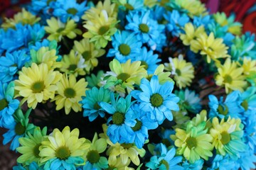 Wall Mural - Beautiful chrysanthemum plant with yellow and light blue flowers as background, closeup