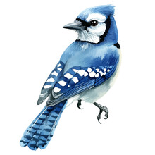 A watercolor vector painting of a blue jay, isolated on a white background. Blue jay vector.

