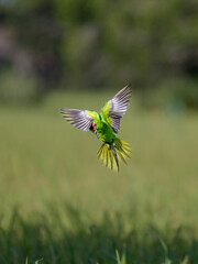 Wall Mural - green bird