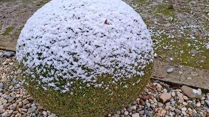 Wall Mural - Snow on a buxus sempervirens plant in the winter. Video 4K