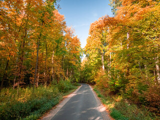 Wall Mural - Multicolored forest and country road in autumn.