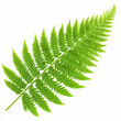 © praewpailyn - vibrant green fern leaf showcasing intricate details and textures