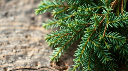 Close-up view of vibrant green evergreen needles resting on a textured wooden surface