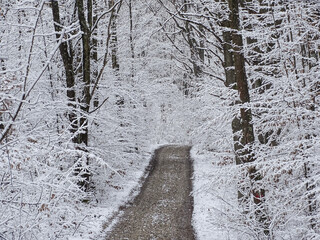 Wall Mural - Road through a snowy forest. Winter landscape in the forest