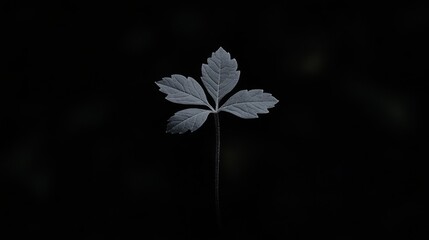 Wall Mural - Close-up of a single, three-leaf plant against a dark background.