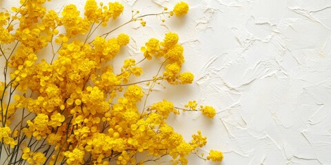 Poster - Mimosa flowers bloom in vibrant yellow against a crisp white background, showcasing the beauty of mimosa with their delicate petals and striking color. Yellow mimosa creates a cheerful focal point.