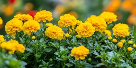 Poster - Vibrant yellow garden flowers blooming beautifully in a flowerbed, showcasing the stunning colors and delicate features of these yellow garden flowers in a picturesque setting.