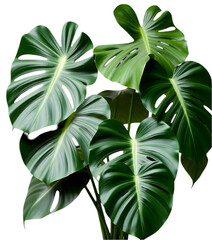 Wall Mural - Monstera  Plant Isolated On transparent background