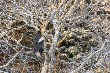 Wall Mural - Steller's sea eagle sits on a tree branch. Kunashir. Winter