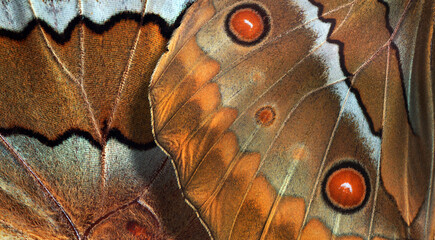 Fototapete - bright colorful wings of tropical butterflies morpho. macro photography of butterfly wings