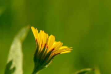 Bright yellow wildflower blooms gracefully against a lush green backdrop in warm sunlight