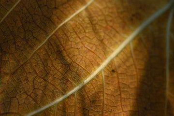 Nature's intricate design revealed through close-up of a textured leaf under warm light