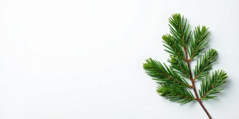 Poster - Evergreen Branch on White Background, Ideal for Festive Designs