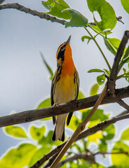 Wall Mural - Male Blackburnian Warbler