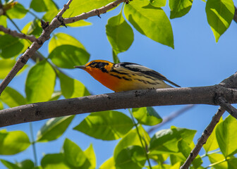 Wall Mural - Male Blackburnian Warbler