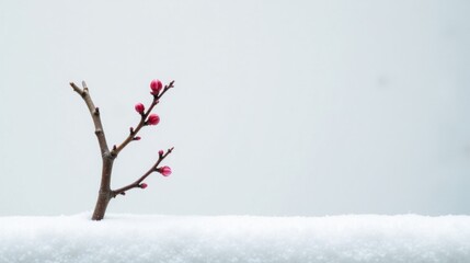 Aufkleber - Delicate pink buds on a slender branch emerge from a pristine layer of snow against a muted backdrop.