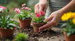 © елена калиничева - Hands planting pink flowers in terracotta pots on a garden table, surrounded by soil and blooming plants. Gardening concept outdoors