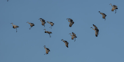 Poster - A sky filled with Sandhill Cranes