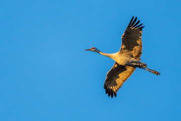 Wall Mural - a sandhill crane flying over a marsh