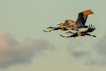 Wall Mural - sandhill cranes flying over a marsh