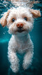 © ElviraArtstar - Adorable underwater shot of a fluffy white dog swimming with wide, curious eyes. The dog's soft, curly fur ripples in the water, and bubbles rise around its head, creating a playful and energetic scen