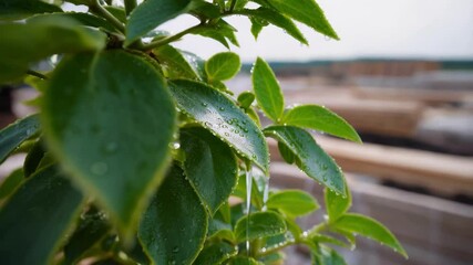 Poster - Refreshing water droplets cascade from the vibrant green leaves of a plant, subtly contrasting with the lumber and activity of a construction site in the background