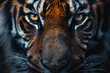 © Zidane - Wildlife tiger striped photography. Open eye black orange fur. Dangerous cat animal tropical jungle forest hunter close up photo
