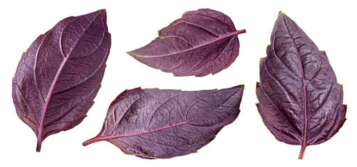 Wall Mural - Purple basil leaves isolated on white background with clipping path