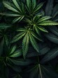 © freestockimg - Photo of Cannabis Leaves Against a Dark Background
