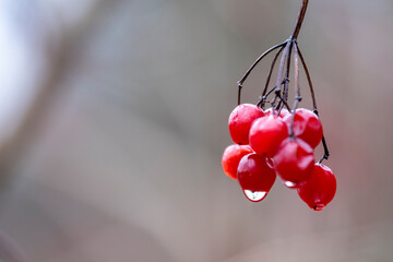 Wall Mural - Branch of viburnum berries on nature on tree