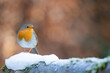 © Helen - Lovely Robin (erithacus rubecula) in winter with dappled light in the background - Yorkshire, UK in January