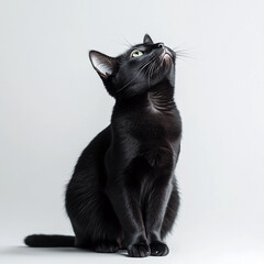 Poster - Black cat with green eyes sitting against light background