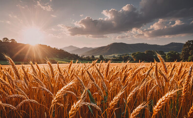 Poster - Field of golden wheat with a bright sun shining on it. The sun is in the sky and the field is in the foreground