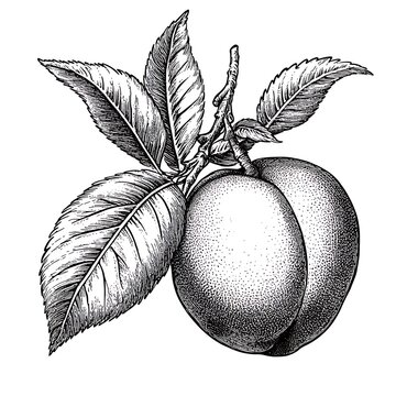 peach with leaves, drawn in an intricate engraving style sketch engraving generative ai raster illustration. Scratch board imitation. Black and white image of fruite


