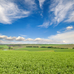 Wall Mural - Green field with flowering peas and sky.