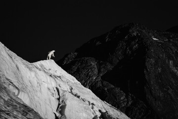 Wall Mural - A polar bear climbing a glacier, navigating the icy terrain with ease