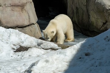 Wall Mural - A polar bear cub curiously exploring its icy surroundings, mother watching from a distance