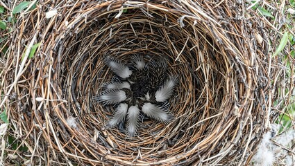 Detailed bird nest made of twigs grasses and feathers showcasing natures intricate craftsmanship