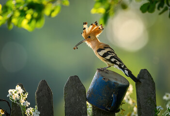 Wall Mural - eurasian hoopoe bird in early morning light ( upupa epops )