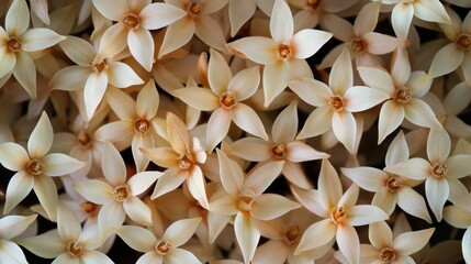 Wall Mural - A close-up shot of a bunch of white flowers, ideal for use in still life or beauty photography