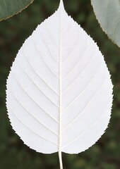 Canvas Print - Close-up of a single, white leaf with prominent veins against a blurred green background.